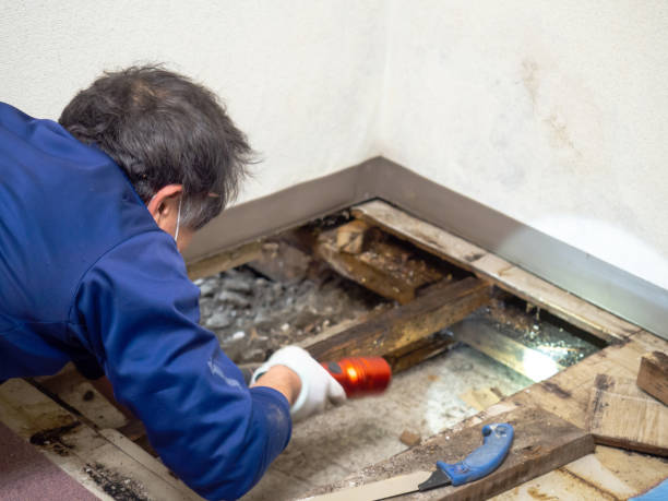 Best Mold Removal and Inspection  in Thornwood, NY