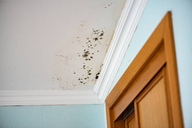 Best Mold Cleaning Services  in Thornwood, NY