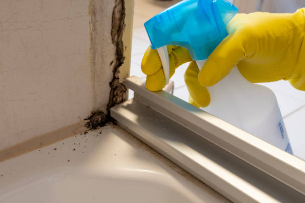 Best Office Mold Removal Services  in Thornwood, NY
