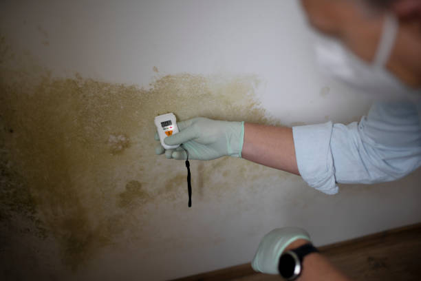Best Professional Mold Removal  in Thornwood, NY
