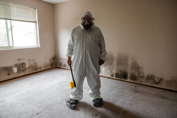 Best Local Mold Removal Service  in Thornwood, NY