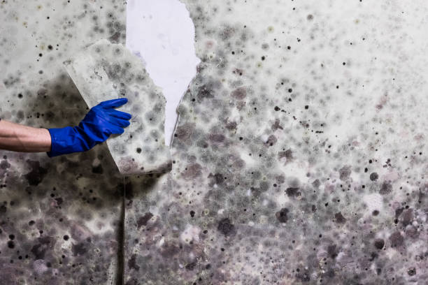 Best Toxic Mold Removal  in Thornwood, NY